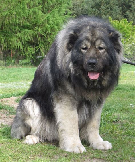 Caucasian Shepherd .